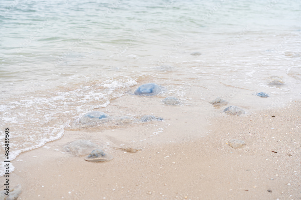 Many Dead Jellyfish On Sea Beach Shallow Water Cornerot and Aurelia jellyfish on the sandy shore and in the water. Many Dead Jellyfish On Sea Beach Shallow Water Cornerot and Aurelia jellyfish on the sandy shore and in the water.