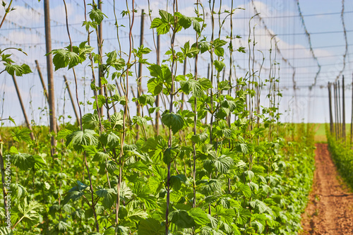 Green hops. Brown soil. Blue sky. White clouds.