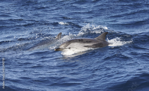 Striped Dolphin (Stenella coeruleoalba) Strait of Gibraltar, Spain photo