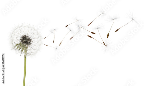 Beautiful puffy dandelion blowball and flying seeds on white background
