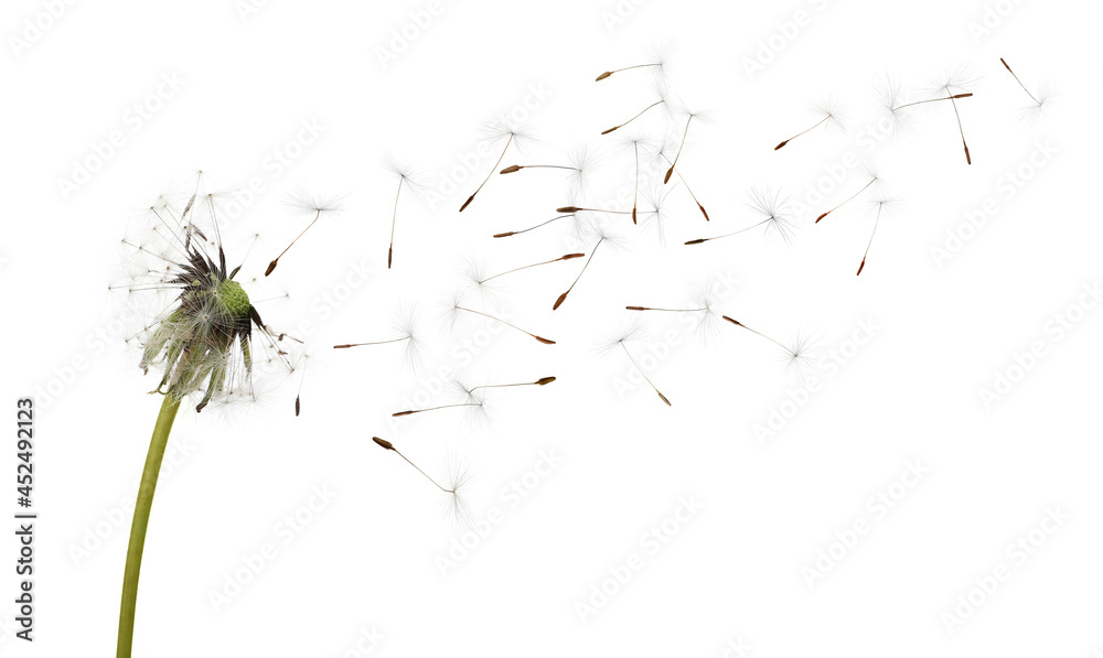 Beautiful puffy dandelion blowball and flying seeds on white background Beautiful puffy dandelion blowball and flying seeds on white background