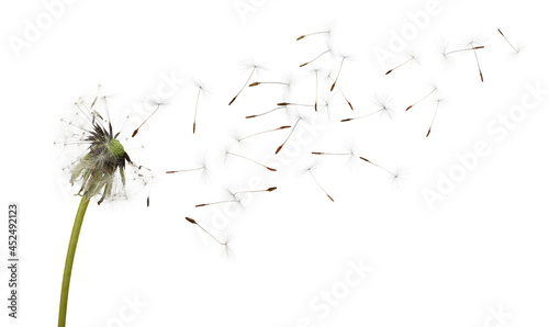 Fototapeta Naklejka Na Ścianę i Meble -  Beautiful puffy dandelion blowball and flying seeds on white background
