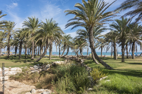 Palm grove along the beach at La Carihuela beach, Torremolinos, Andalucia, Spain on a sunny day photo
