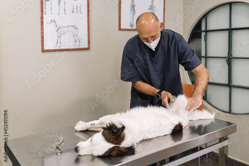 Veterinarian shaving a mongrel dog before treatment. doctor at the animal clinic with an anesthetized dog.