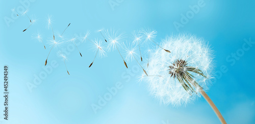 Beautiful puffy dandelion and flying seeds against blue sky on sunny day. Banner design