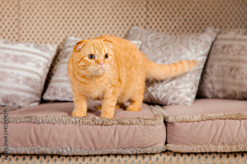 Red cat on the sofa. Pet at home. Home comfort