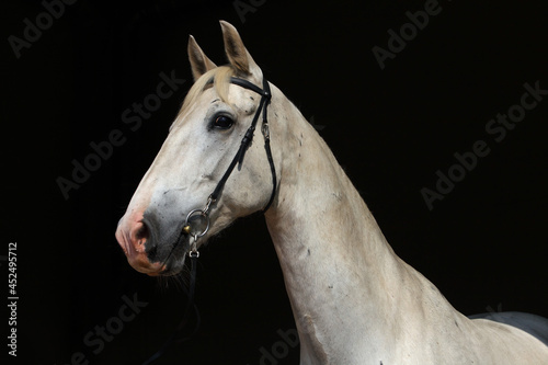 Dressage sportive thoroughbred horse with classic bridle in dark stable 