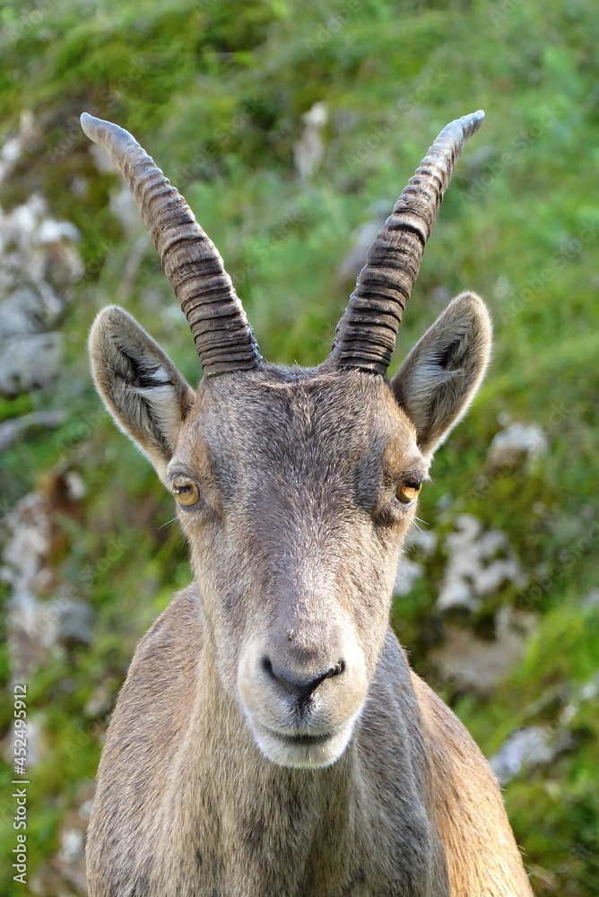 weiblicher Steinbock Portrait