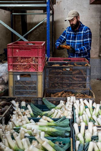 Farmer in a barn packing freshly picked leeks and root vegetables into crates. photo