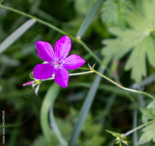 stretching upward purple five-leafed flower Agrostemma githago in the forest surrounded by greenery