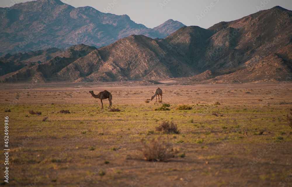 Camel racing in Saudi Arabia