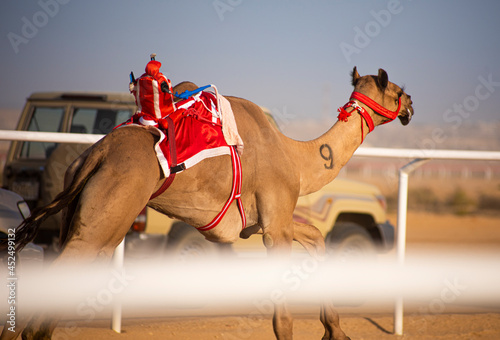 Camel racing in Saudi Arabia