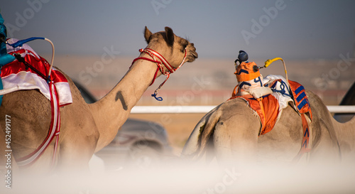 Camel racing in Saudi Arabia