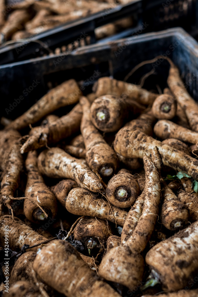 High angle close up of crate of freshly picked parsnips. High angle close up of crate of freshly picked parsnips.