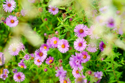 purple flowers