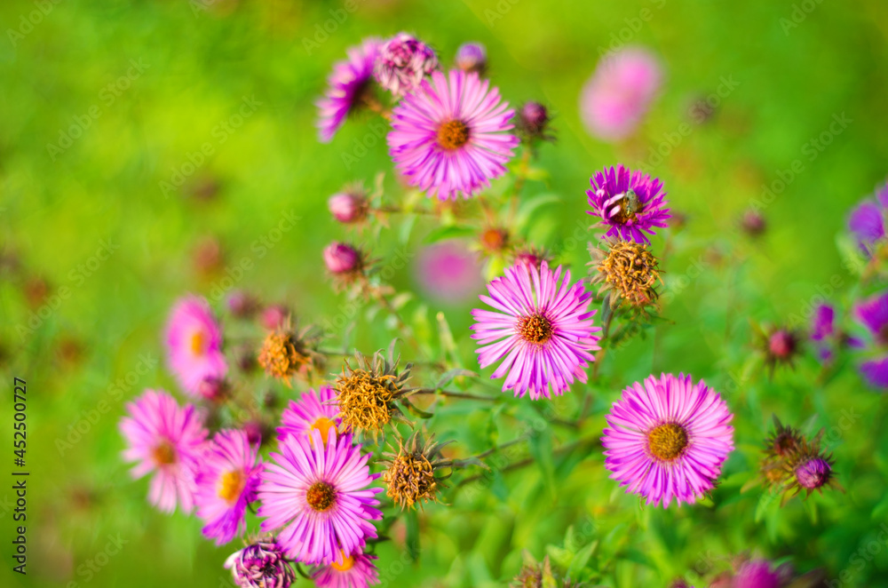 purple flowers purple flowers