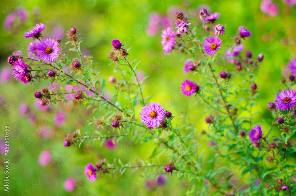 purple flowers purple flowers