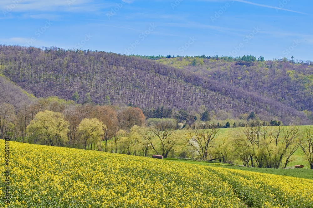 Yellow rapeseed field. Spring. Blooming trees. Hills. Blue sky. White clouds.