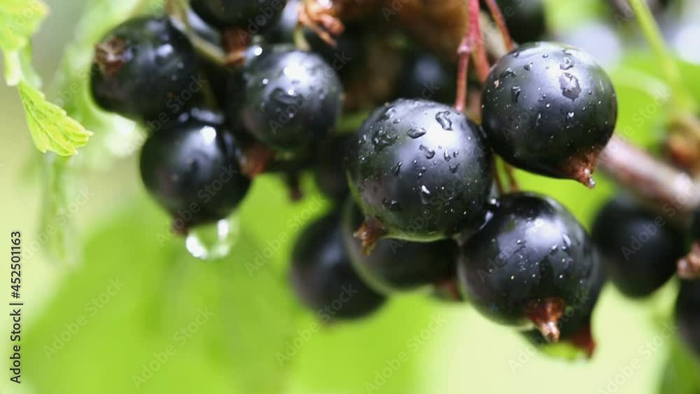 Black currant close-up berries on a branch with green leaves. Black currant close-up berries on a branch with green leaves.