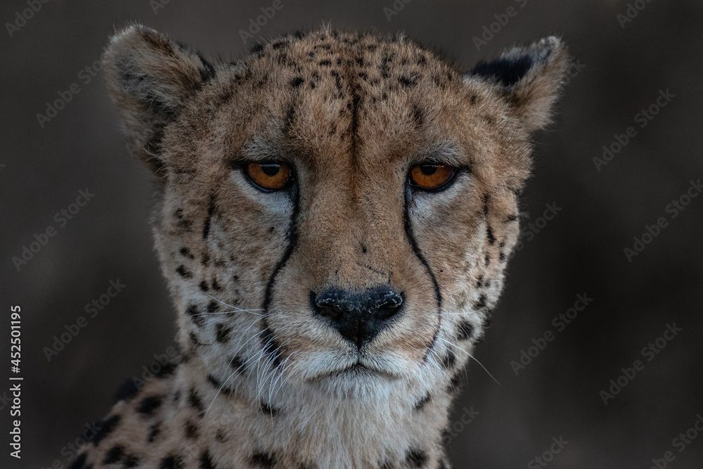 A portrait of a cheetah, Acinonyx jubatus, direct gaze, red eyes A portrait of a cheetah, Acinonyx jubatus, direct gaze, red eyes