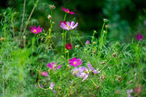 Pink kosmeya like a chamomile on a natural background with bokeh effect. photo