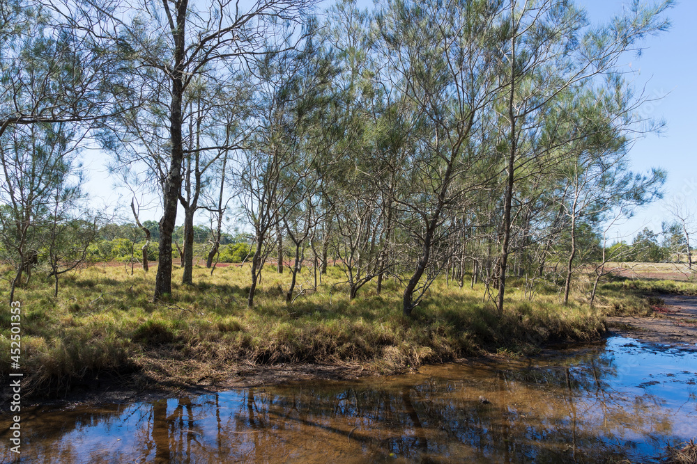 Grassy field with casuarina trees reflected in the tidal pond Grassy field with casuarina trees reflected in the tidal pond