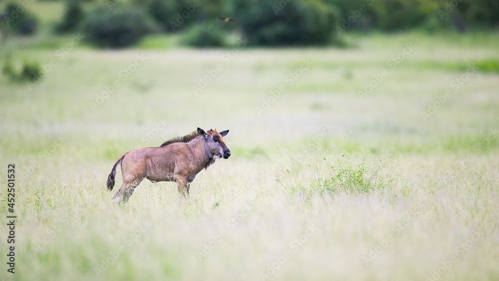 A wildebeest calf, Connochaetes taurinus, in grass A wildebeest calf, Connochaetes taurinus, in grass