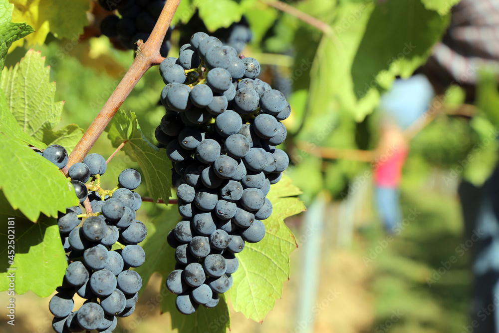 Weinlese: Handlese von Spätburgunder Weintrauben