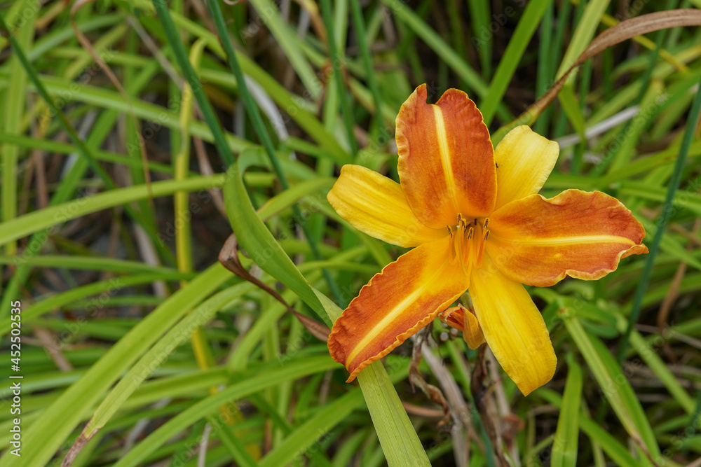orange day lily in a garden orange day lily in a garden