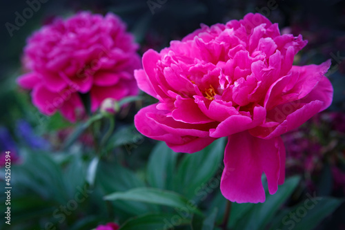 Pink flowers peonies flowering isolated on green background .