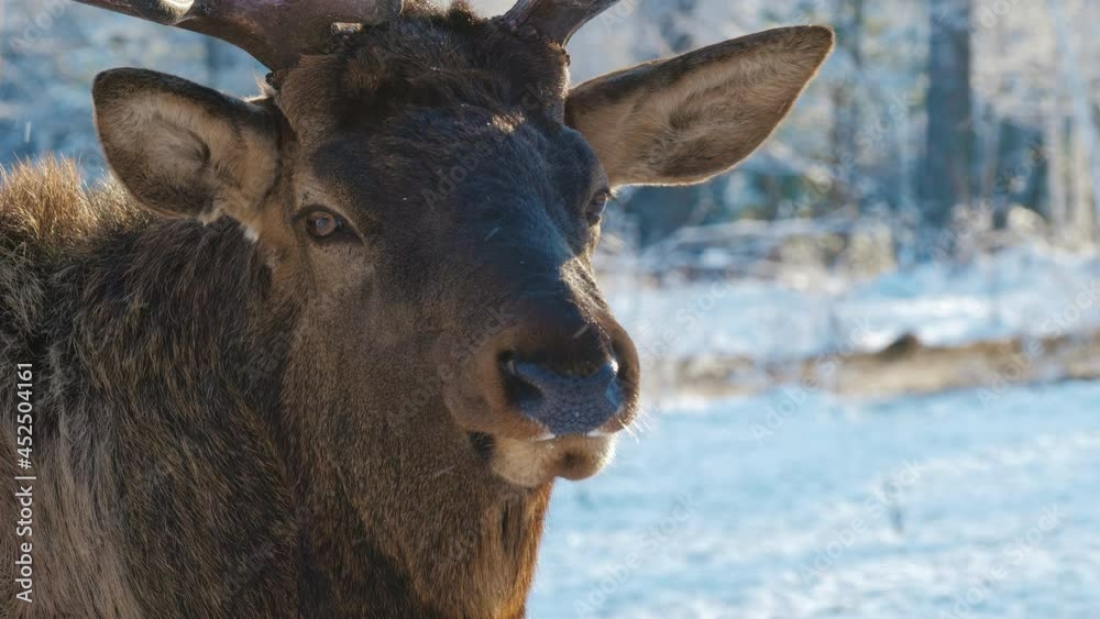 Red deer (Caspian red deer or maral) in the wild, forest or nature reserve. Raising deer in their natural environment. Beautiful winter landscape Red deer (Caspian red deer or maral) in the wild, forest or nature reserve. Raising deer in their natural environment. Beautiful winter landscape