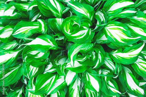 Fototapeta Naklejka Na Ścianę i Meble -  Beautiful above picture of the fresh greenery leaves, closeup, selective focus, green and white plant background.
