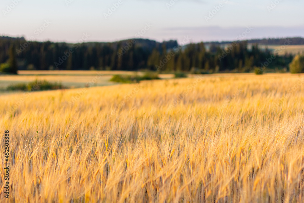 Wheat field on sunset Wheat field on sunset