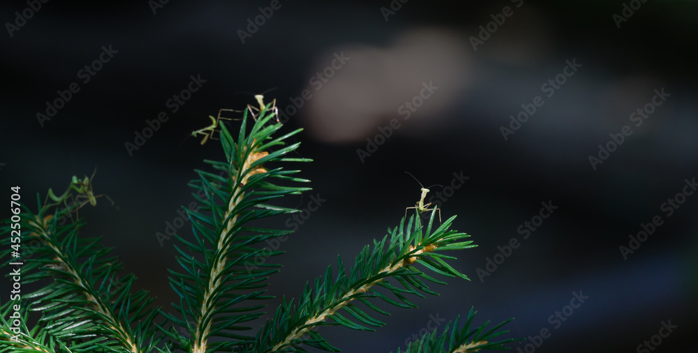 Macro of little childs European Mantis or Praying Mantis (Mantis Religiosa) sit on needles of Picea abies Barryi dwarf conifer. Selective focus on right mantis. Macro in natural habitat Macro of little childs European Mantis or Praying Mantis (Mantis Religiosa) sit on needles of Picea abies Barryi dwarf conifer. Selective focus on right mantis. Macro in natural habitat