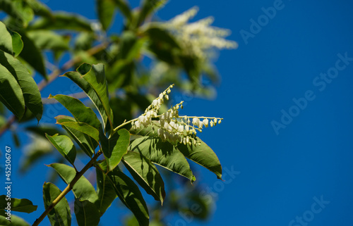 Close-up white flowers of Sourwood tree (Oxydendrum arboreum on blue sky background In city Park Krasnodar or Galitsky Park in  summer 2021. Place for text. photo