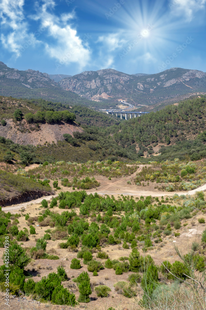 Naklejka premium Trees in the forest