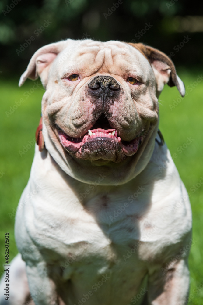 Portrait of strong-looking White American Bulldog outdoors