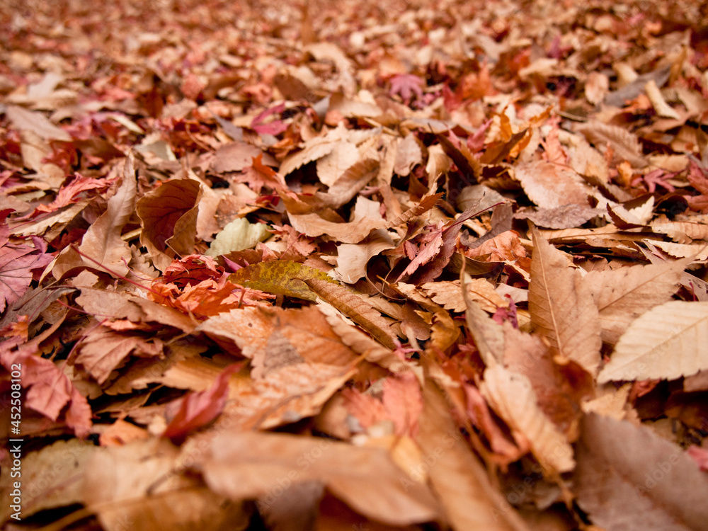 fallen leaves on a Autumn fallen leaves on a Autumn