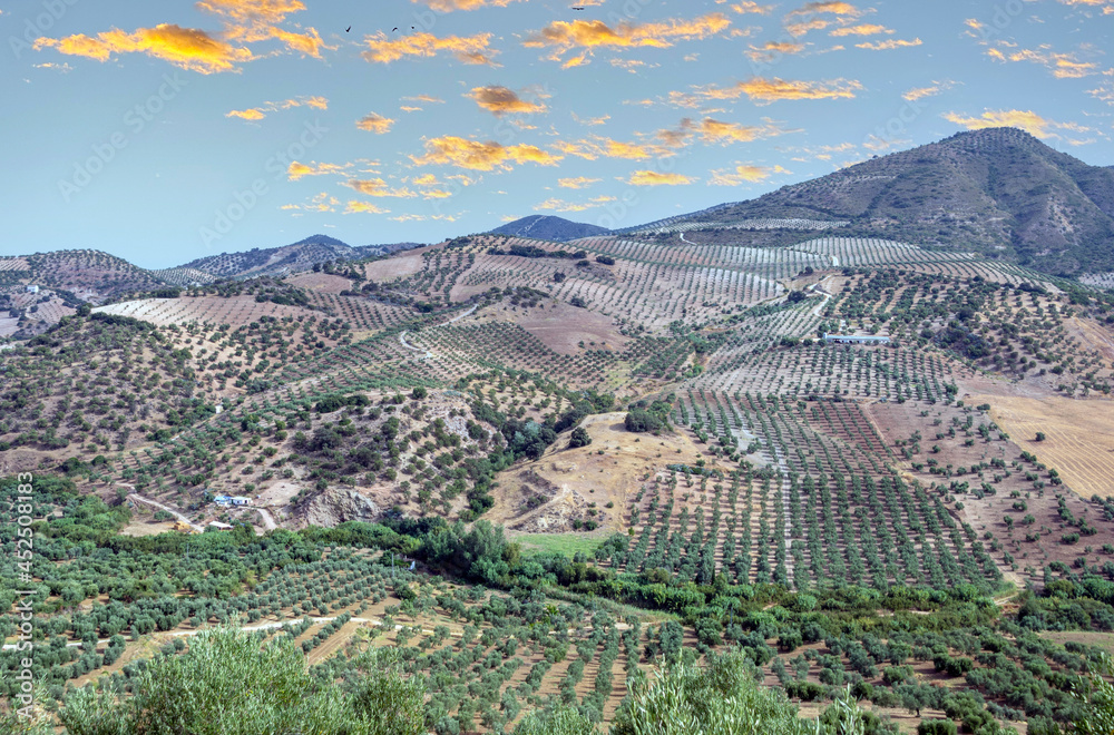 Andalusian agriculture
