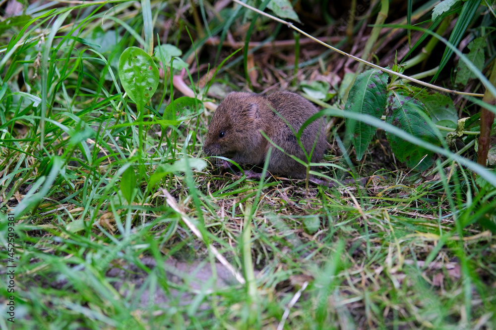Freie zutrauliche Maus Freie zutrauliche Maus