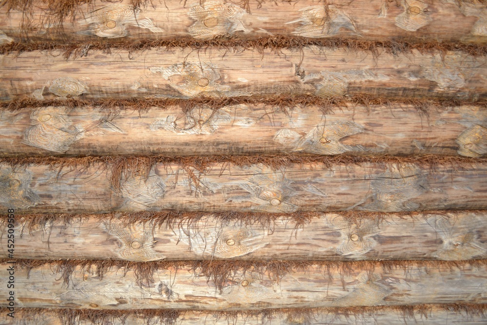 a wall of felled trees a wall of felled trees