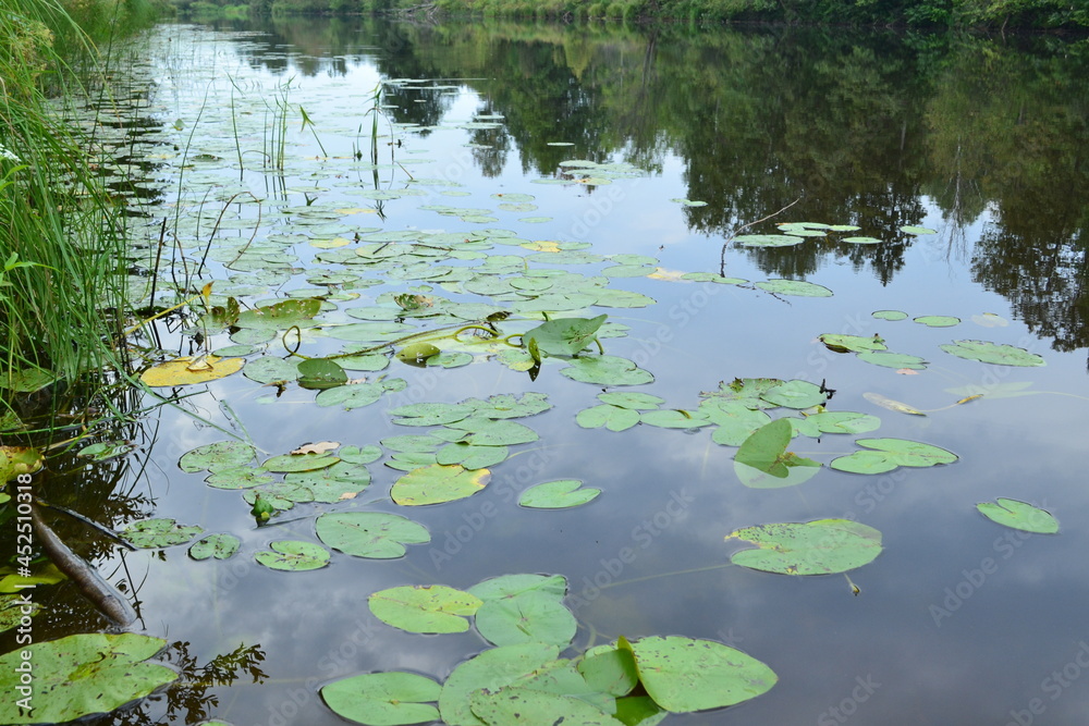 Lake in the forest, algae on the water