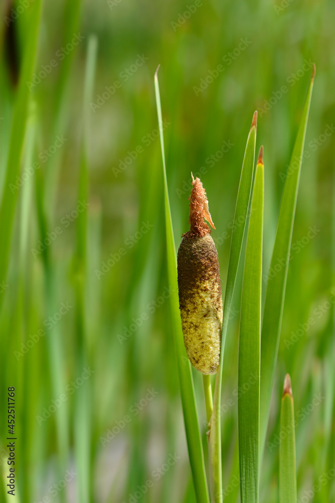 Obraz premium Shuttleworths Cattail