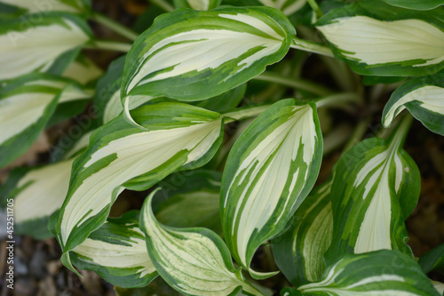 One-striped wavy plantain lily