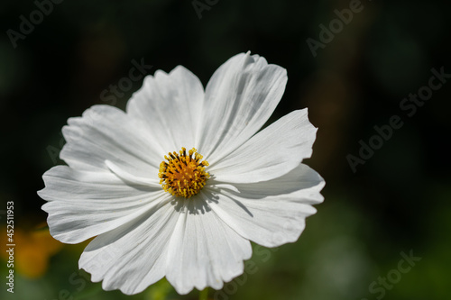 white flower in august