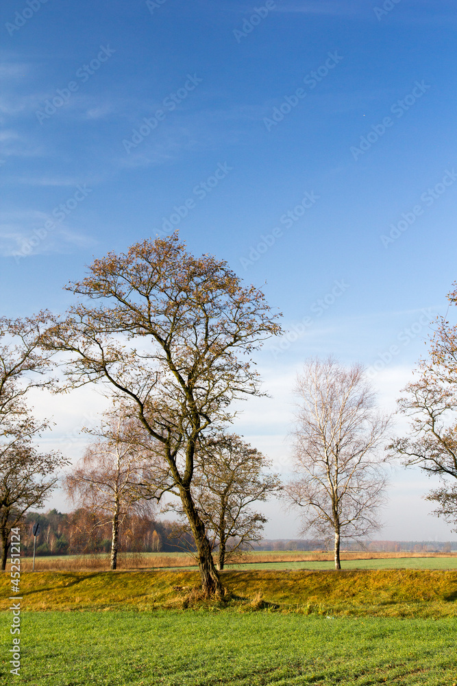 Obraz premium Autumn tree