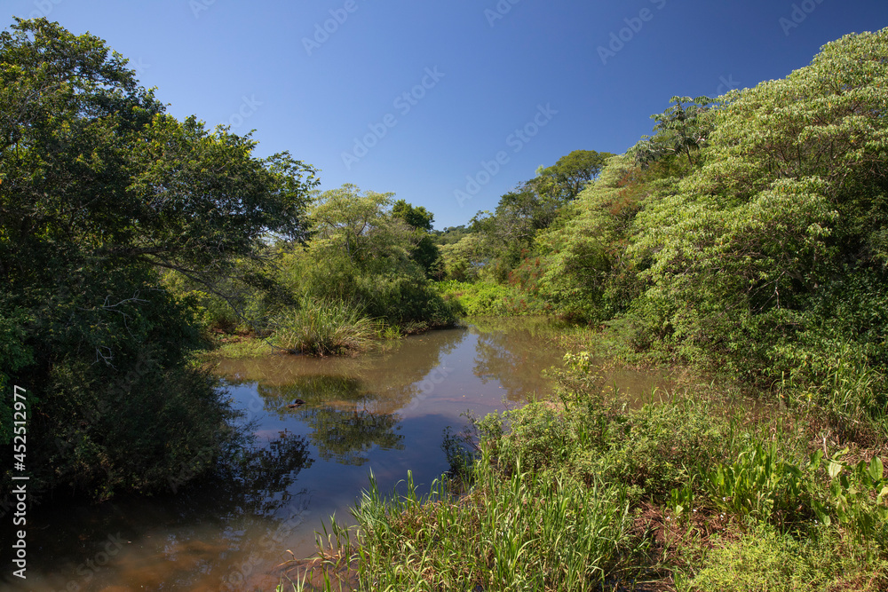 Travel and explore. View of the brown water river, flowing across the tropical forest lush vegetation. The green foliage and its reflection in water. 