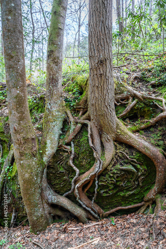 Trees growing over rock