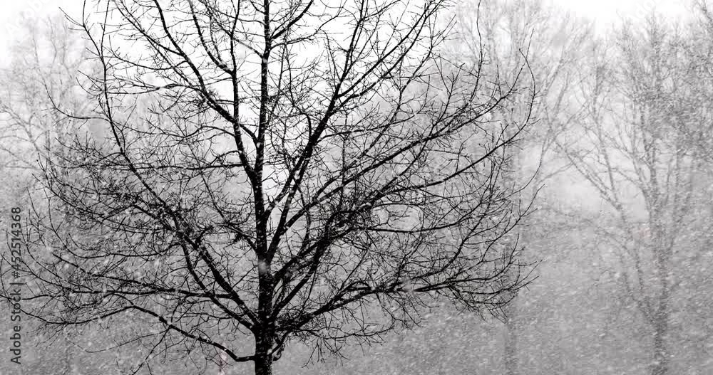 Snow falling in slow motion on bald trees in a forest under an overcast sky during a snowstorm. High quality 4k footage Snow falling in slow motion on bald trees in a forest under an overcast sky during a snowstorm. High quality 4k footage