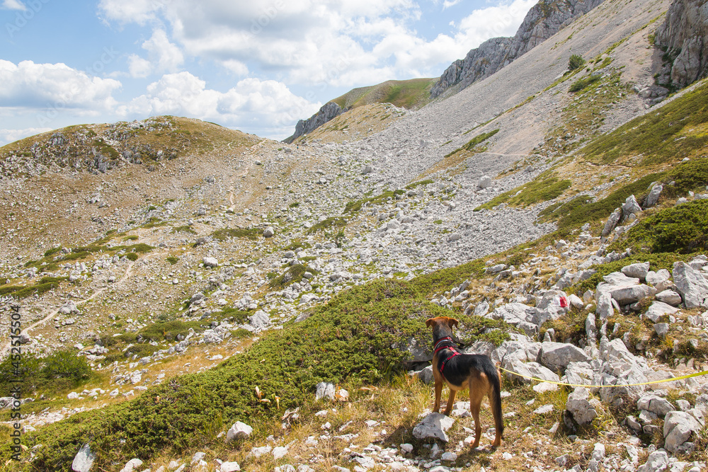 Dog trekking in the mount Terminillo during summer day of august, Lazio, Italy